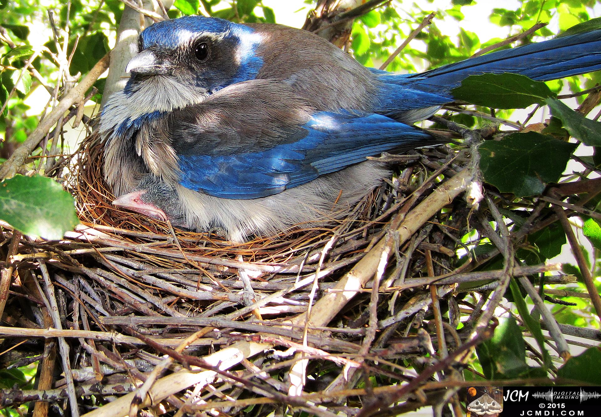 Scrub Jay Nest Documenatry with chicks